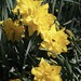 Double Petalled Narcissus