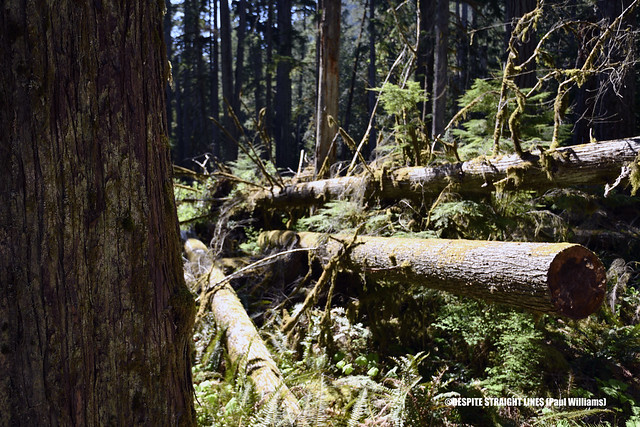 At Cathedral Grove  -  (Published by GETTY IMAGES)