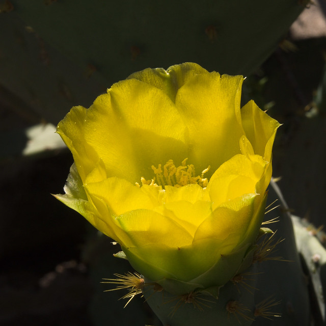 Prickly pear bloom in the spot light at Tohono Chul, April 2024