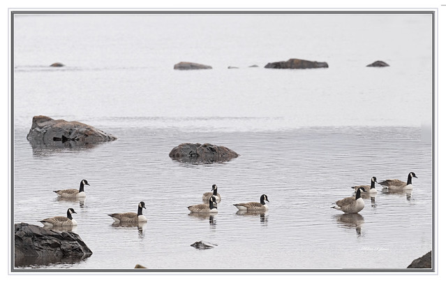Canada geese @ Renews