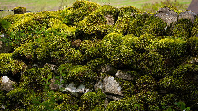 mossy dry-stone wall