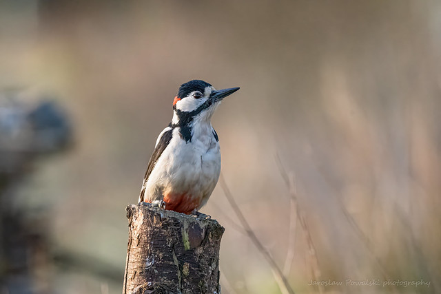 JP - Woodpecker. Tarras Valley Nature Reserve
