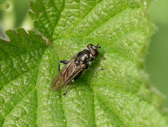 Hoverfly --- Chalcosyrphus nemorum