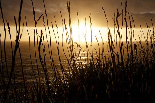 Grass Covered Sunset on Mendocino Coast, California, USA