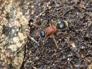 Velvet ant (Mutillidae) - P3126078