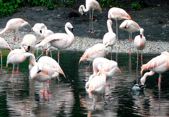 Koningsdag 2024 - Artis flamingo's