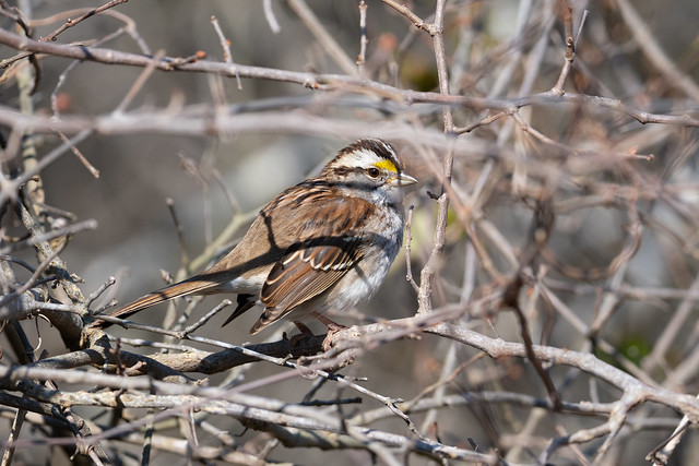 White-Throated Sparrow at Assateague Island