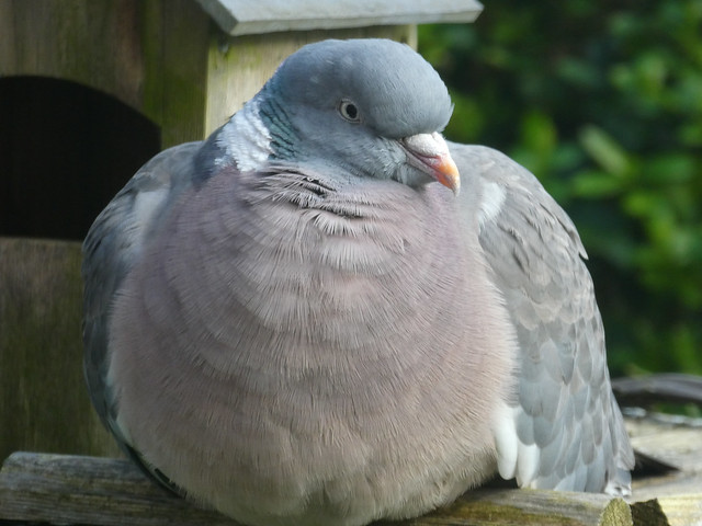 Woodpigeon sitting on a bird-table