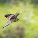 Faucon crécerelle ♂ (Falco tinnunculus)