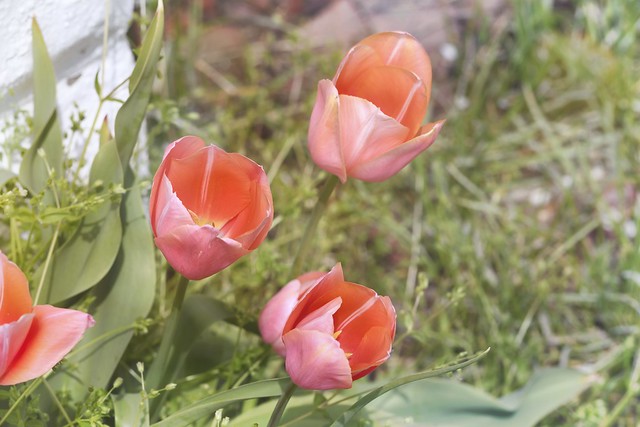 Tulips in the Yard