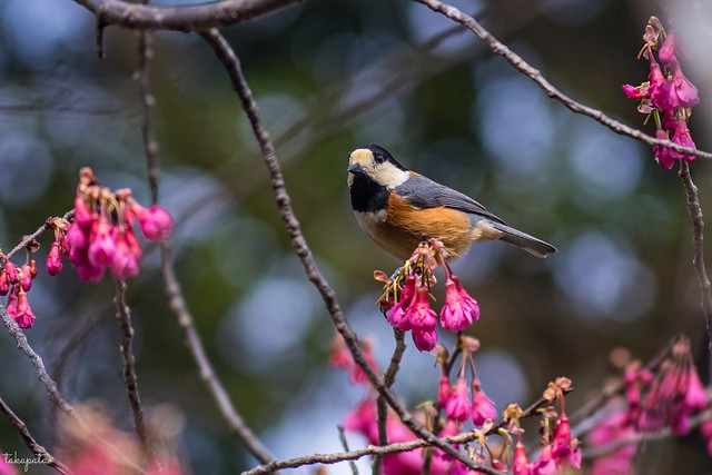 Varied tit (Sittiparus varius)