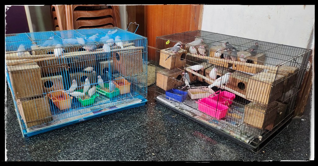 My Java Sparrows ..going going gone | Finally given my Java … | Flickr