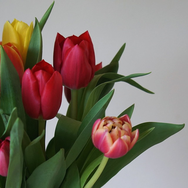 a few tulips