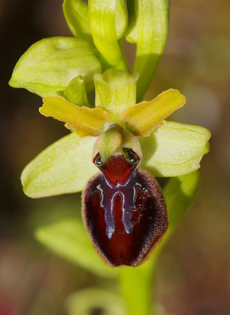 Early Spider Orchid, the vivid one!