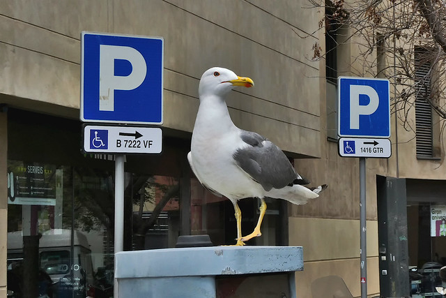 The Parking Assistant