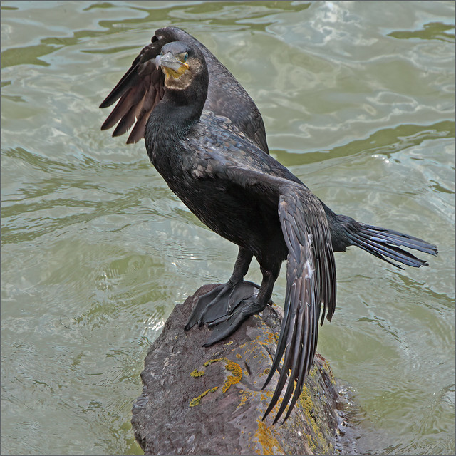 Cormorant (Phalacrocorax carbo)