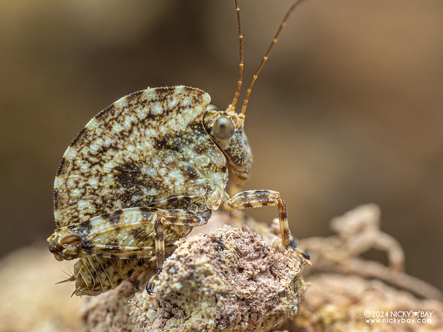 Pygmy grasshopper (Paraphyllum antennatum) - P3126338