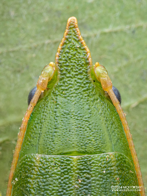 Conehead katydid (Conocephalinae) - P3114605