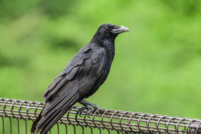 Carrion Crow (Corvus corone) ハシボソガラス