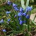 Siberian Squill