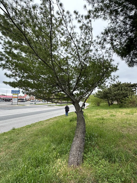 Gillian's Back - Interesting tree formation near Key Bridge site (2)