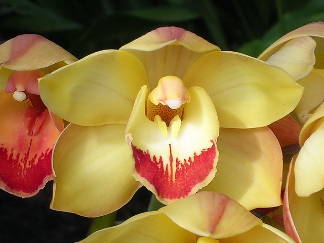 Cymbidium Orchid Flower