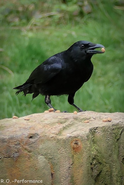 Krähe / Crow