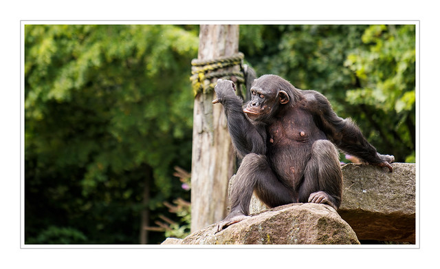 Schimpanse / Chimpanzee