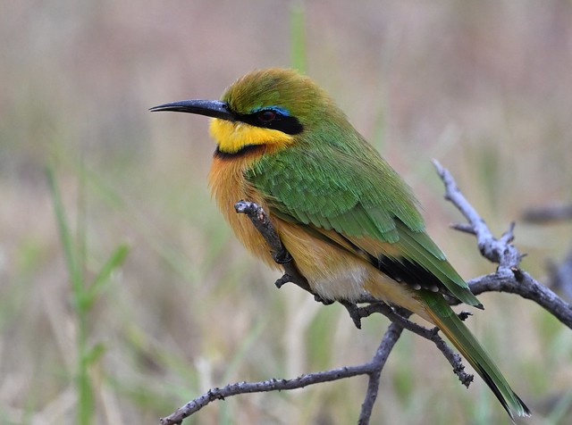Little Bee-eater  (Merops pusillus)