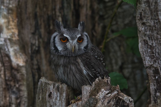 southern white faced owl