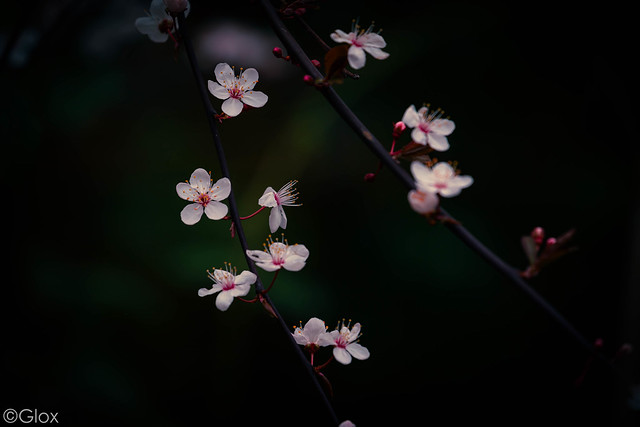 Pink blossom on a branch VI
