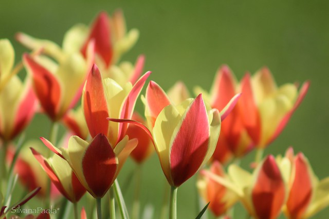 Tulips 💐