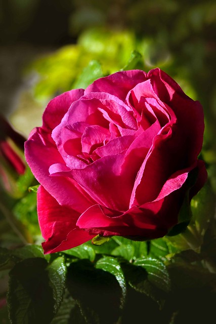 Red Rose Vigette