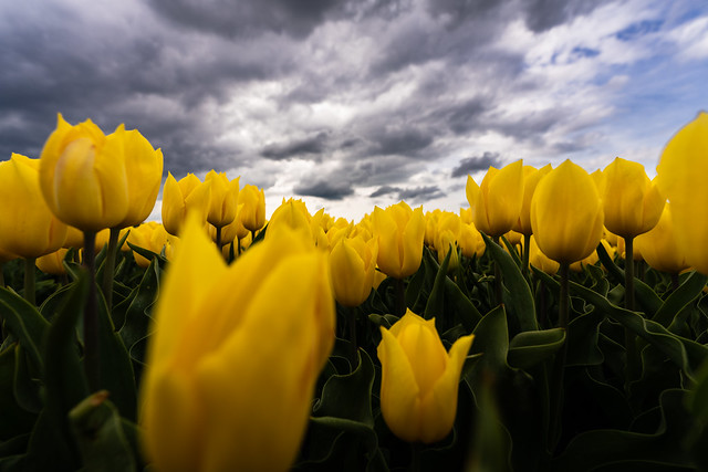 Cloudy with a chance of tulips