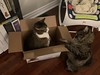Smoky #kitten, Amelia #cat, and a #box