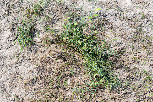 Grasspea growing in sand in Bangladesh