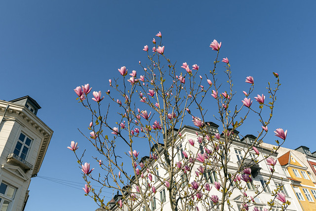 Colours of spring in Copenhagen