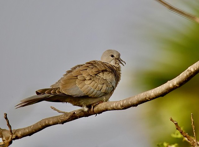 Rôla-turca, Eurasian Collared Dove