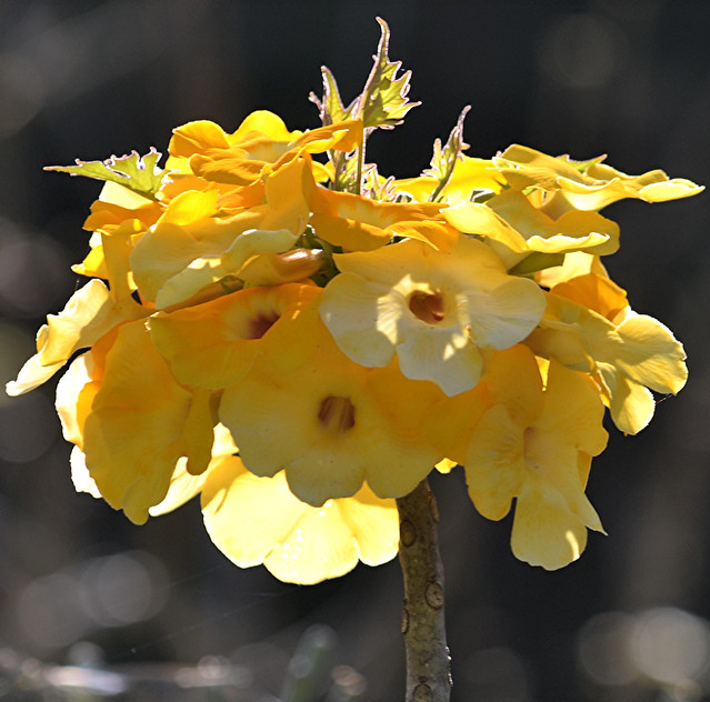 Yellow Madagascar cactus cluster is aglow!