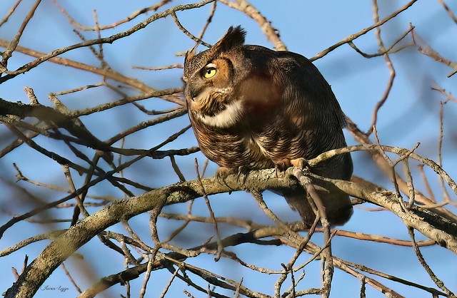 Adult Great-horned Owl