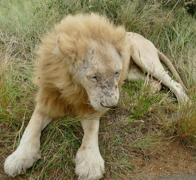 Leucistic Lion (Panthera leo)