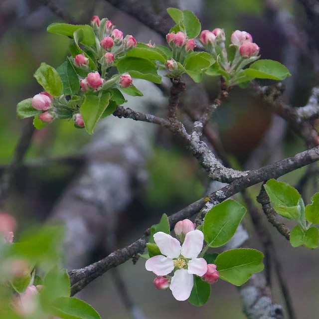The apple blossoms are blooming!  #AppleBlossoms #AppleTree #AppleBlossom #SpringFlowers #TrumbullCT