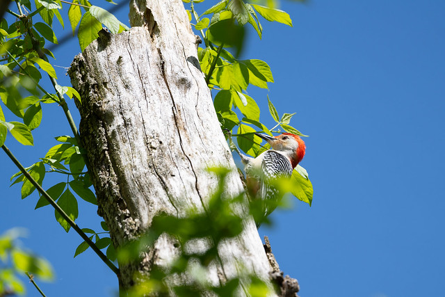 Red-bellied Woodpecker Perched on a Tree Trunk