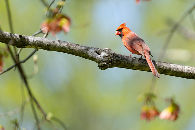 Spring Bokeh & Cardinal
