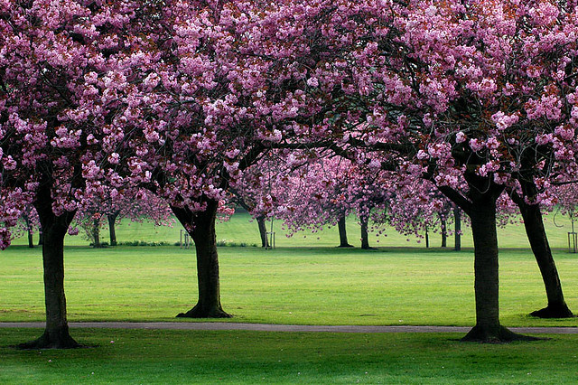 ONCE EVERY YEAR… BLOSSOMS SPLENDOUR ON THE GREEN...