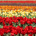 Rows of tulips fill the frame - burnside Farms Virginia