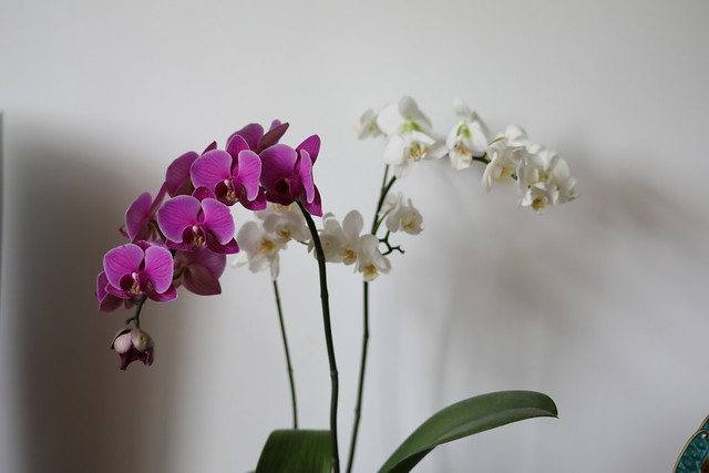 581A5074: Phalaenopsis Orchids
