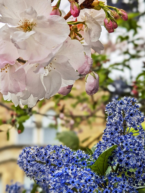 Apple blossoms and ceanothus on the Banbury Road