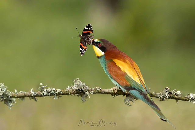 Abelharuco (Merops apiaster)