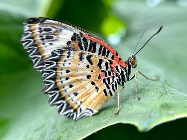 Cethosia cyane butterfly